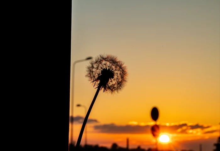 Dandelion and sunset - My, Dandelion, Beginning photographer, Canon 4000d, Sunset, Town