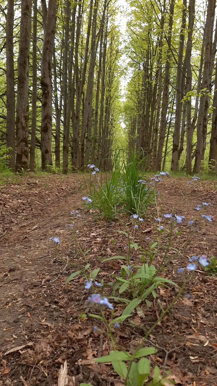 Road in the forest - My, Mobile photography, Samsung Galaxy, Beginning photographer, Forest, Flowers, Forget-me-nots