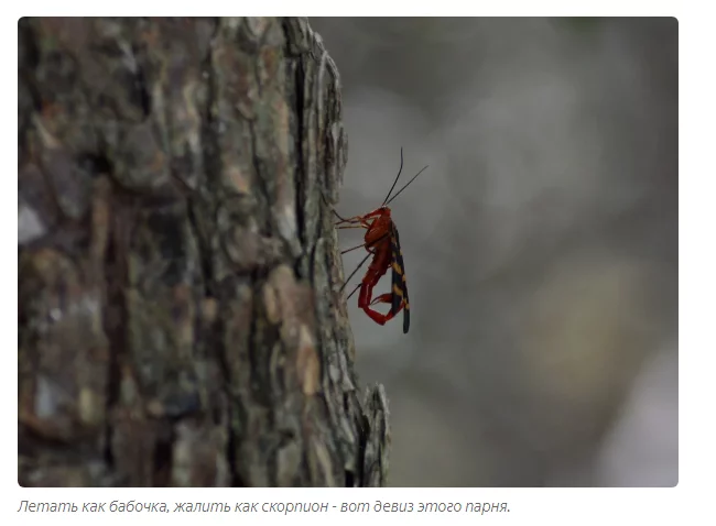 Scorpio: Flying scorpion? Stop the planet, I will step off! - scorpion girl, Insects, Animals, Yandex Zen, Longpost