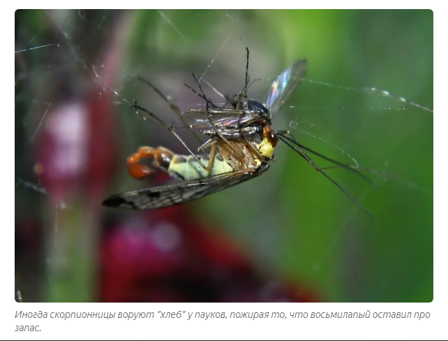 Scorpio: Flying scorpion? Stop the planet, I will step off! - scorpion girl, Insects, Animals, Yandex Zen, Longpost