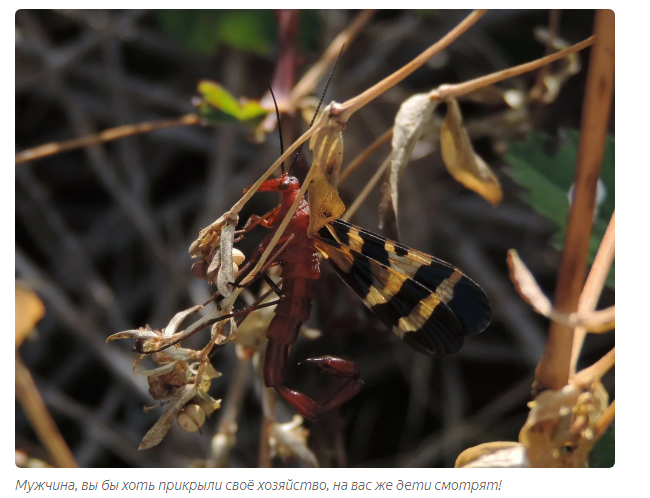 Scorpio: Flying scorpion? Stop the planet, I will step off! - scorpion girl, Insects, Animals, Yandex Zen, Longpost