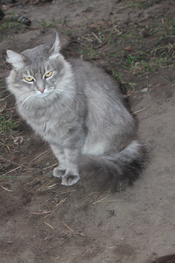 Life at the Kotoland home shelter 233 - My, cat, Shelter, Lipetsk, Shelter Cotoland, Kindness, Help, In good hands, Longpost