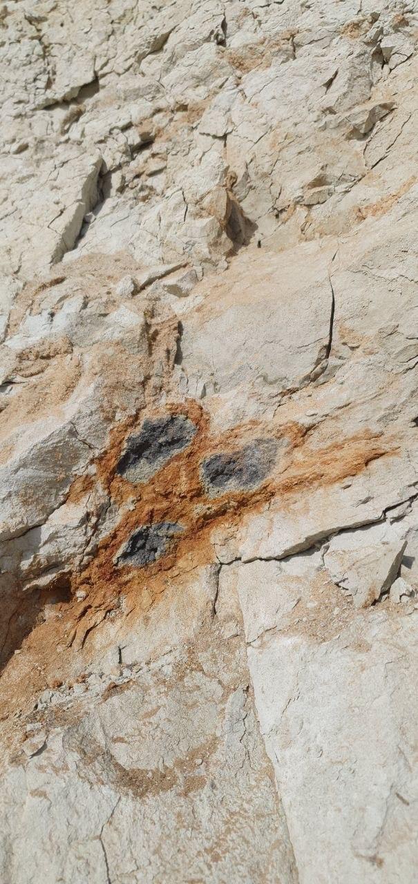 Please help identify the find - My, Eocene, Find, Fossil, Longpost