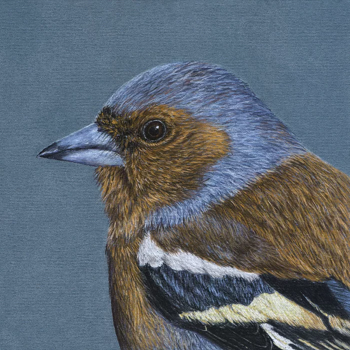 Finch - My, Drawing, Birds, Pastel, Finches, Art, Animalistics