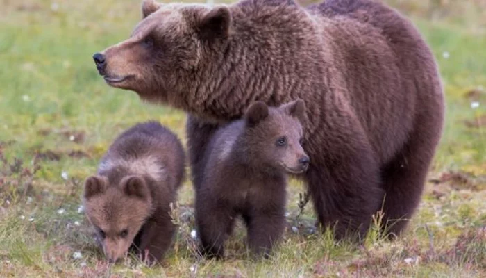 Under the barrel of a gun in the bears, love for spouses and children intensified) - The Bears, Brown bears, Wild animals, Nature and man, Survival, Scandinavia, Sweden, Nature