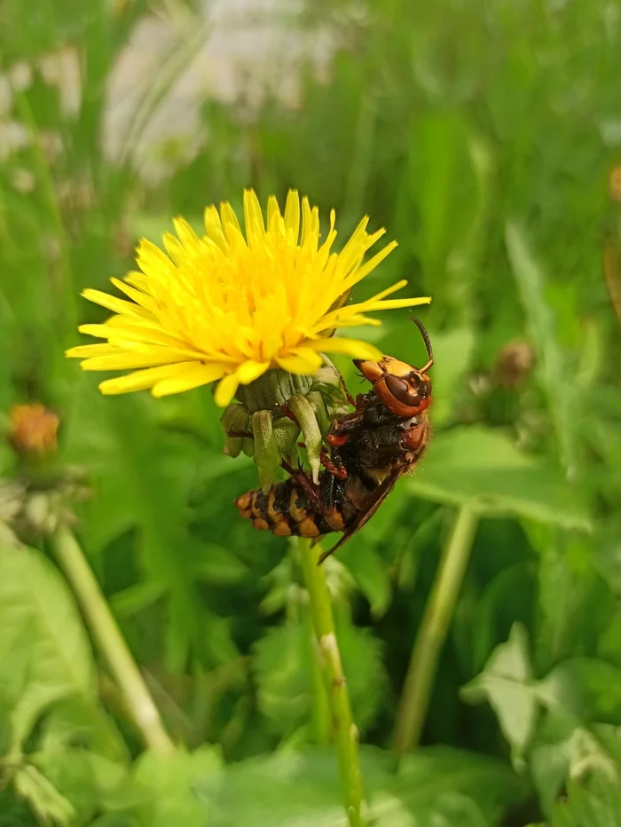 The first time I saw a hornet so close - My, The photo, Hornet, Dacha, Mobile photography