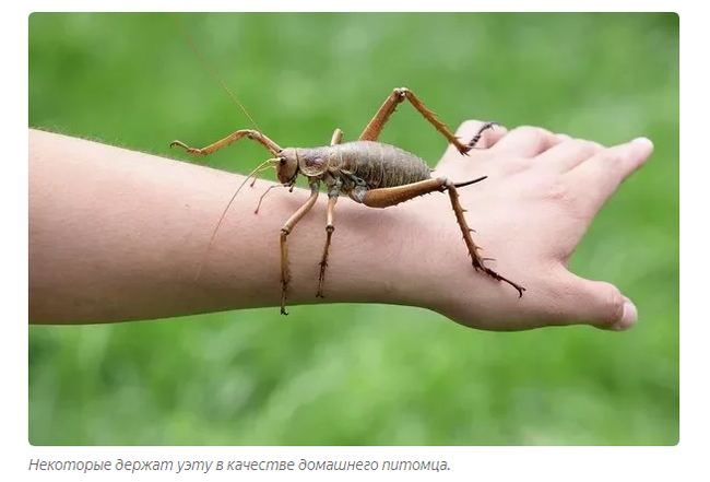 Giant Weta: Rat-sized grasshoppers can fend for themselves - Insects, Grasshopper, Animals, Yandex Zen, Longpost, New Zealand