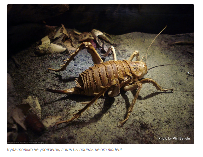 Giant Weta: Rat-sized grasshoppers can fend for themselves - Insects, Grasshopper, Animals, Yandex Zen, Longpost, New Zealand