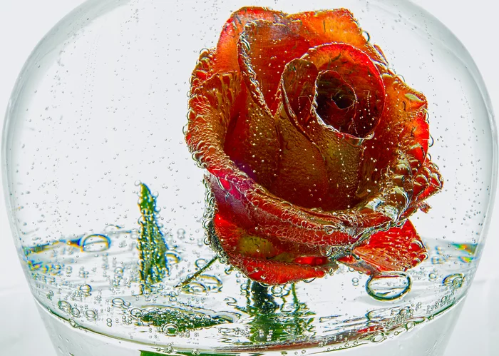 Rose in a vase with mineral water - My, the Rose, Flowers, Mineral water, Soda, The photo, Object shooting, Longpost