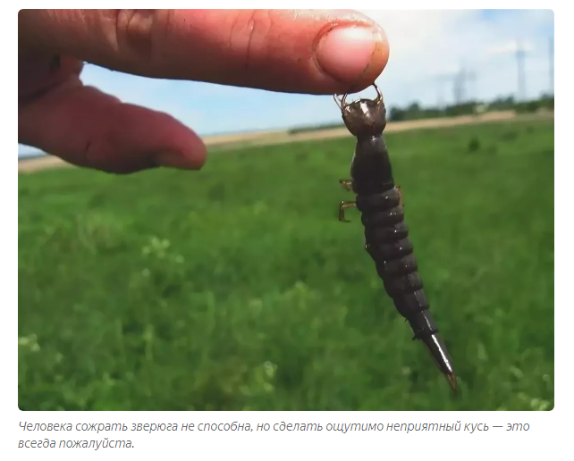 Swimming beetle: The most terrible inhabitant of Russian lakes - Beetle Floater, Animals, Yandex Zen, Longpost