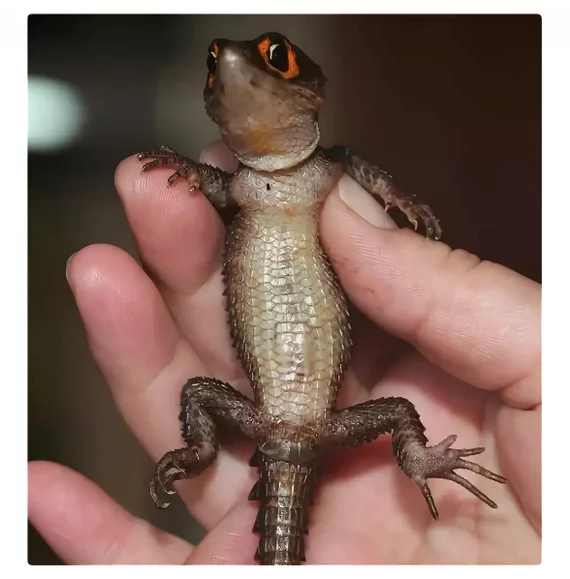 Crocodile skink: Crazy beauty in the terrarium - Crocodile skink, Animals, Yandex Zen, Longpost