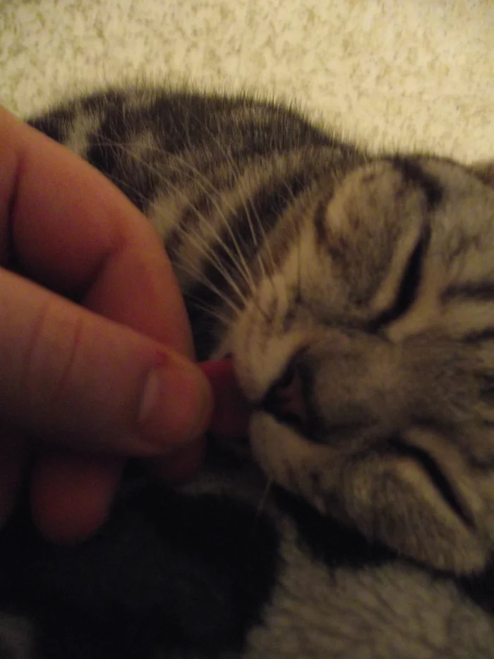 A British woman is looking for a cat... - My, Pairing, cat, Longpost