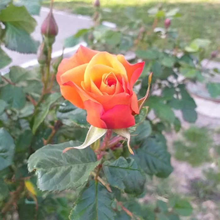 Queen of Flowers - My, the Rose, beauty, Longpost, Mobile photography