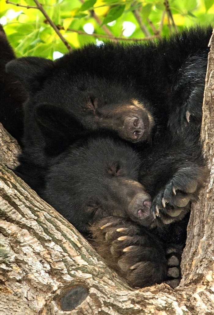 После сытного обеда