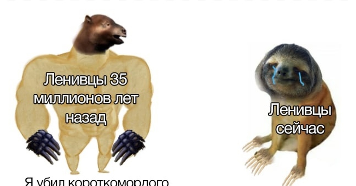 Драный кот прикол. Жизнь трепала. Драный котенок. Портреты lee jeffries. Ленивцы 1000000 лет назад.