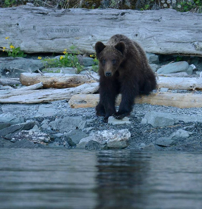 Clubfoot Alyonushka) - Bear, Brown bears, Wild animals, wildlife, Altai, Reserve, Teletskoe lake, , The Bears, Reserves and sanctuaries, Altai Republic