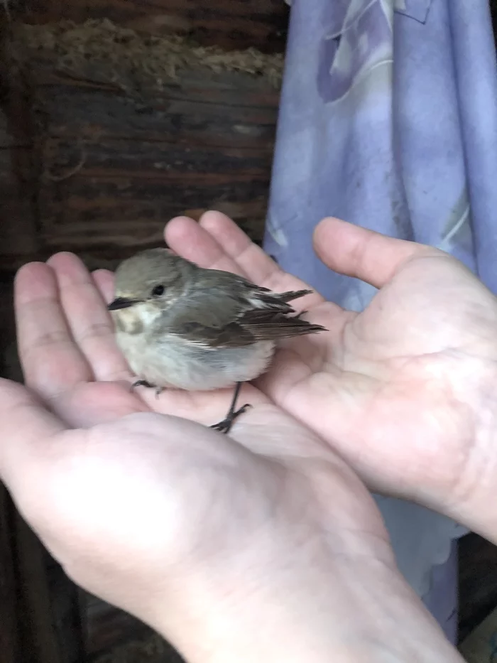 Found a bird! - My, Birds, What to do, Flycatcher