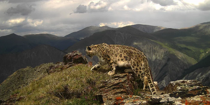Find a leopard: how former poachers became the main keepers of snow leopards - My, Travel across Russia, Travels, Animals, Wild animals, Leopards, Longpost