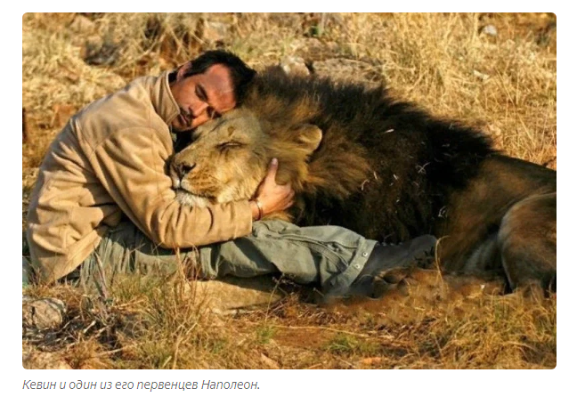 Kevin Richardson: The Rough Guy Who Became the Lion Lord - a lion, Kevin Richardson, Zoology, Animals, Yandex Zen, Longpost, Wild animals, Big cats, South Africa