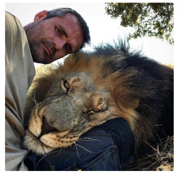 Kevin Richardson: The Rough Guy Who Became the Lion Lord - a lion, Kevin Richardson, Zoology, Animals, Yandex Zen, Longpost, Wild animals, Big cats, South Africa