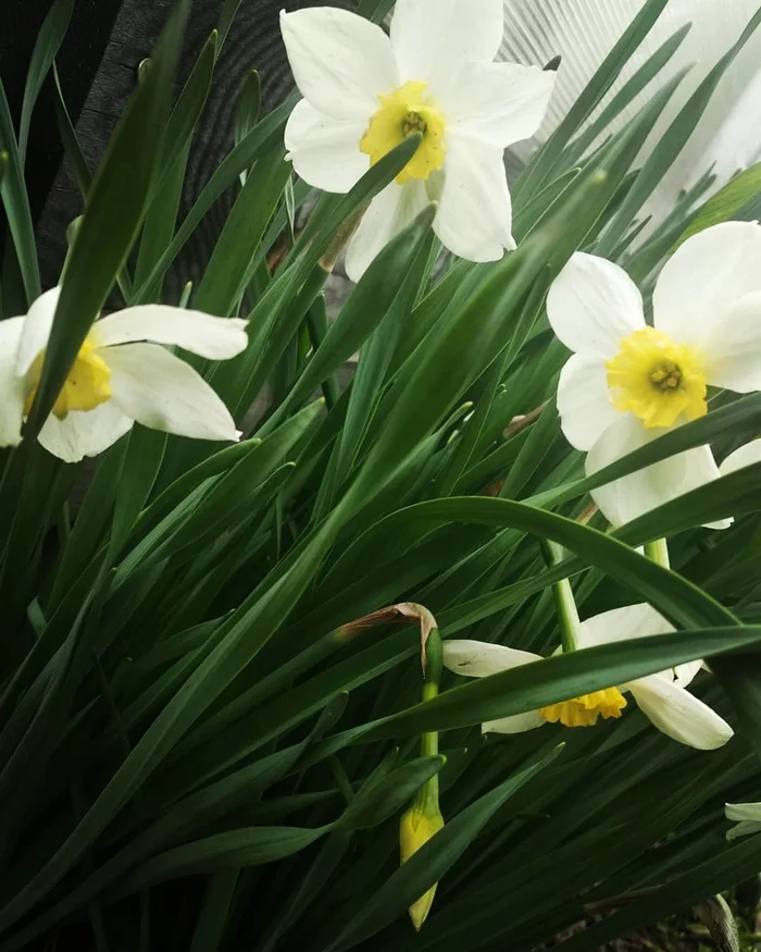 Flowers for the studio - My, Dacha, Vacation home, Longpost, Flowers, Primrose, Pansies, Cherry, Daffodils flowers