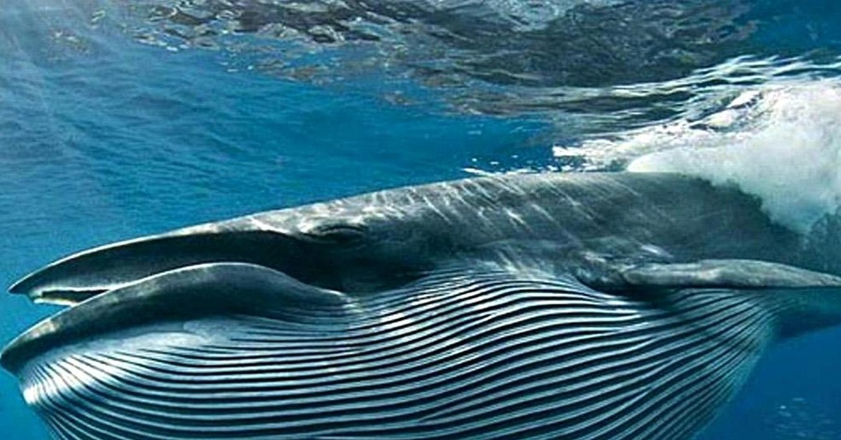 Шерсть у китообразных