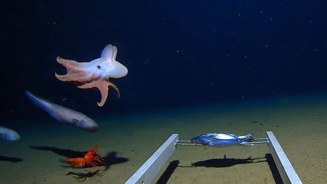 The world's deepest-sea octopus captured on camera - Octopus, Research, Deep sea, The science, Indian Ocean, Longpost