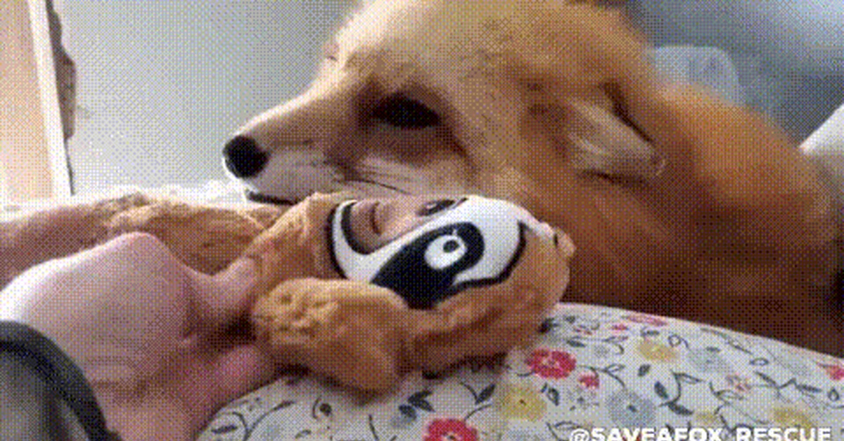 Fox's favorite toy - Fox, Animals, Pets, Soft toy, GIF, Domestic fox