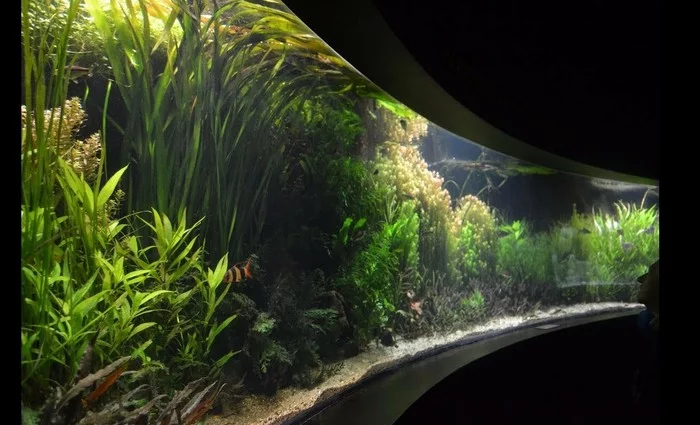 1100 liters. Biotope. Asia - Biotope aquariums, Biotope, Aquarium, Asia