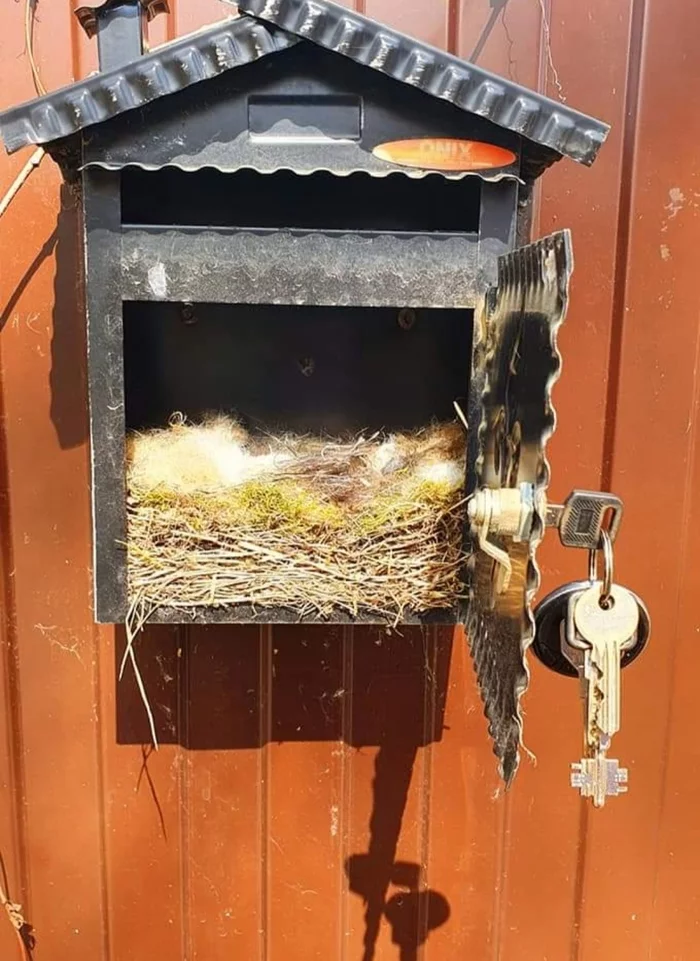 Mailbox lock - My, Tit, mail, Video, Longpost, Nest, Chick, Eggs, Birds