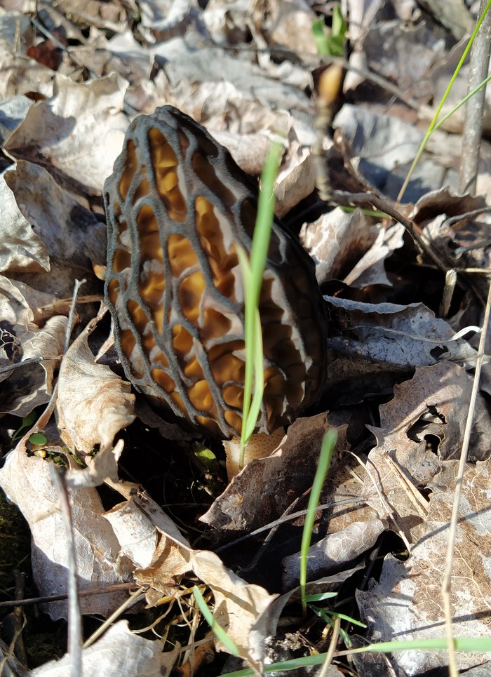 какая птица меньше колибри. Смотреть фото какая птица меньше колибри. Смотреть картинку какая птица меньше колибри. Картинка про какая птица меньше колибри. Фото какая птица меньше колибри какая птица меньше колибри. Смотреть фото какая птица меньше колибри. Смотреть картинку какая птица меньше колибри. Картинка про какая птица меньше колибри. Фото какая птица меньше колибри
