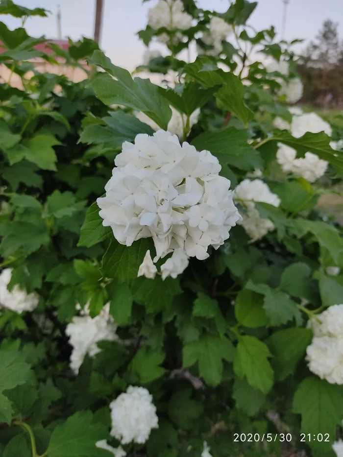 Oh, the viburnum is blooming...! - My, Flowers, Mobile photography, Longpost