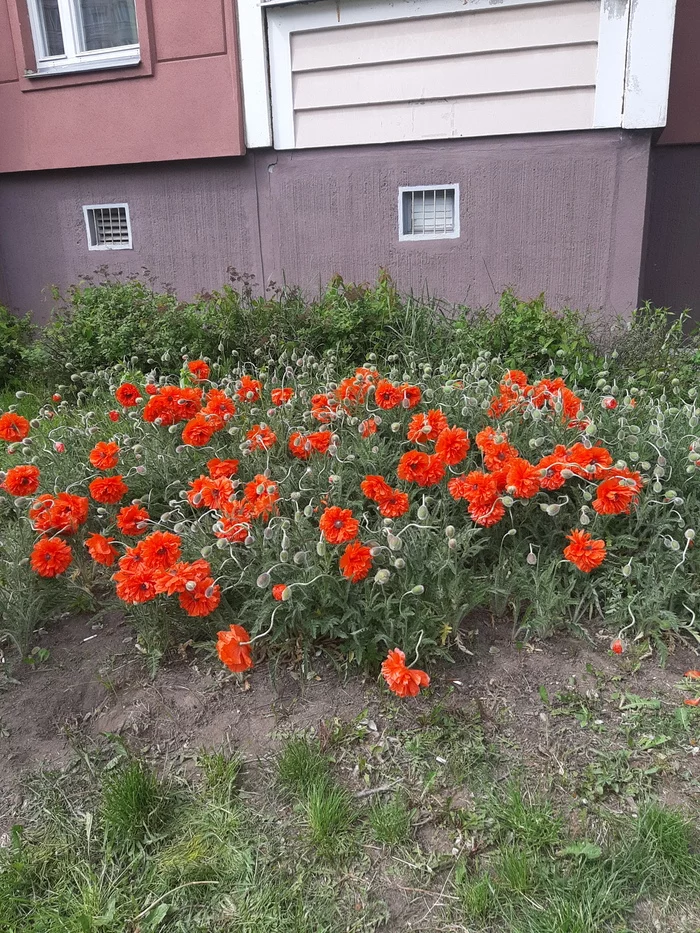 Beautiful poppies in the center of Europe) - Poppy, Minsk, Republic of Belarus, beauty, Flowers, Nature, Longpost