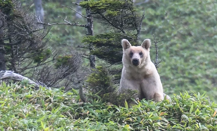 Silver bears of Kunashir - The Bears, Brown bears, Silvery, Wild animals, wildlife, Kunashir, Reserves and sanctuaries, Kurile Islands, Longpost