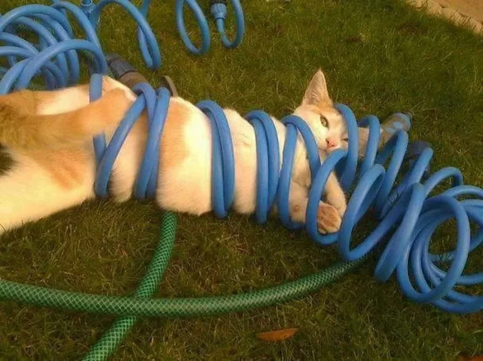 Котики - Кот, Картинки, Фотография, Длиннопост, Tactooncat