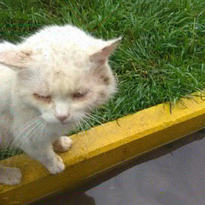 Podolsk: cat pain. Sofa cat dies on the street - Moscow, cat, Moscow region, Good league, In good hands, No rating, Animal shelter, Longpost, Podolsk