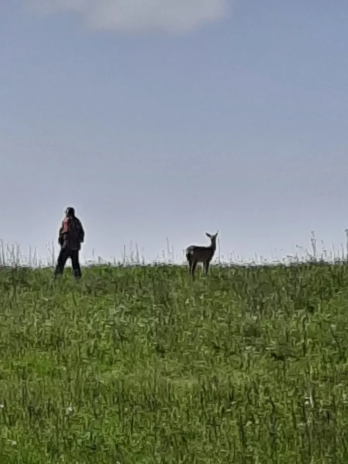 Walking with a deer - My, Animals, Walk, Longpost, Mobile photography