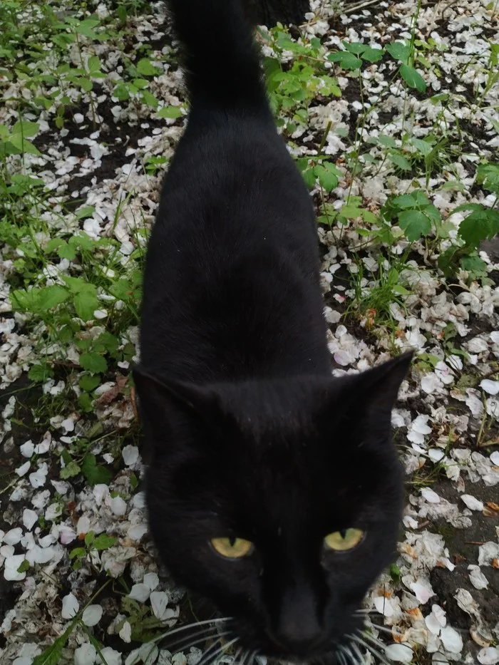 Neighbor's cat surrounded by fallen apple tree petals after rain - My, cat, Petals, Longpost, Apple tree, The nature of Russia