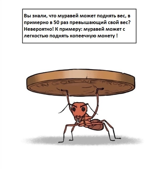 Сколько своих весов поднимает муравей
