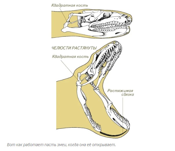 How do snakes eat animals that are 3-4 times wider than their jaws? - Snake, Animals, Yandex Zen, Longpost