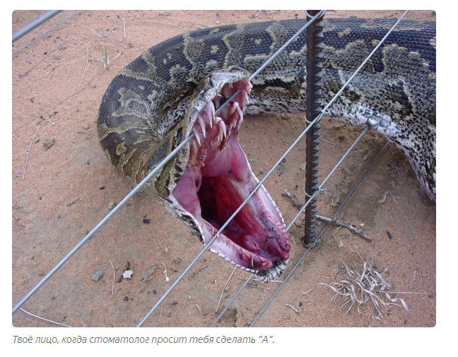 How do snakes eat animals that are 3-4 times wider than their jaws? - Snake, Animals, Yandex Zen, Longpost