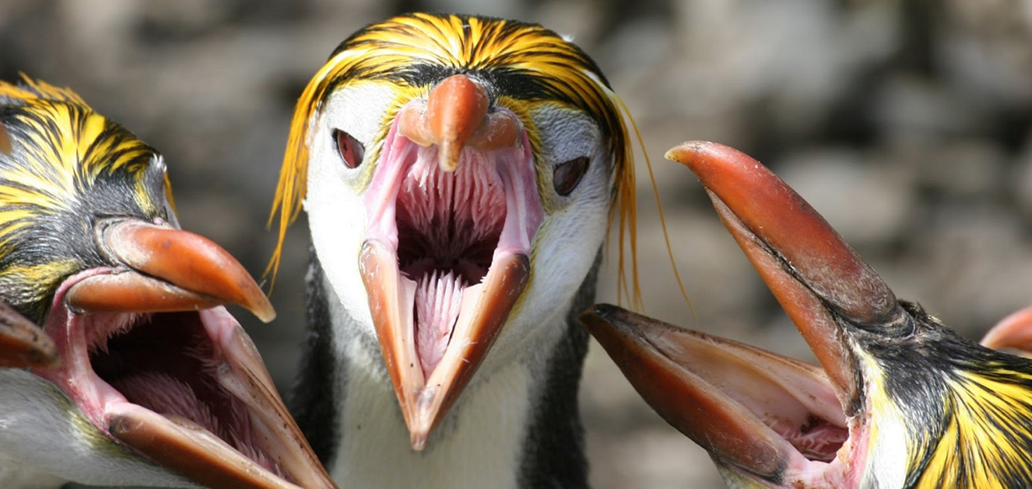 Желтая пасть. Королевский Пингвин клюв. Зубы пингвина. Зубастые птицы.