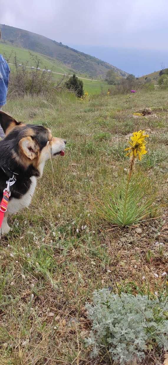 Walking with a shortbread - My, Welsh corgi pembroke, Spring, Longpost, Dog, Corgi