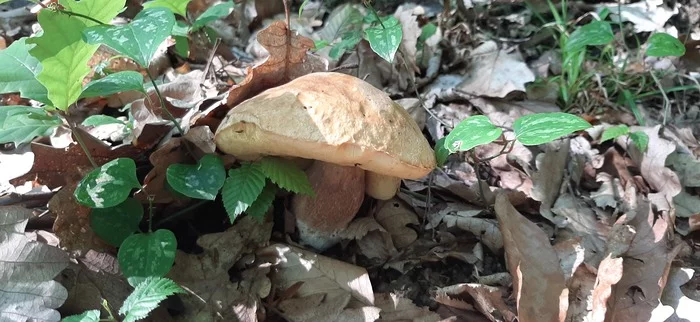 We took a short walk - My, Silent hunt, Mushrooms