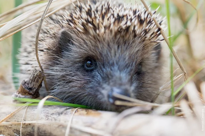 May on Bolshaya Kokshaga - My, Mari El, Bolshaya Kokshaga, May, Hedgehog, Fern, Longpost