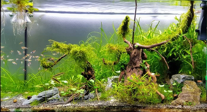 4 months. 100l - My, Aquarium herbalist, Aquascape, Plants