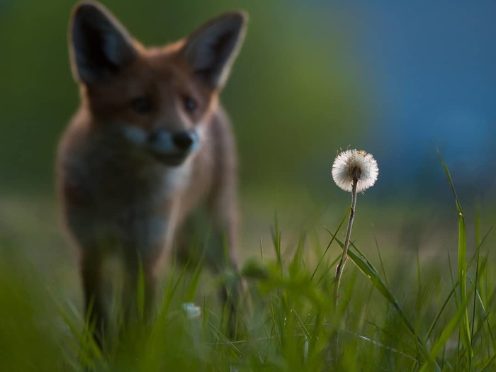 Can this be eaten? - Fox, Dandelion, Animals, Wild animals, The photo, Fox cubs