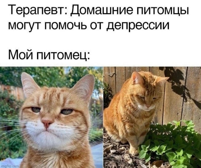 Кот грузится вместе с тобой