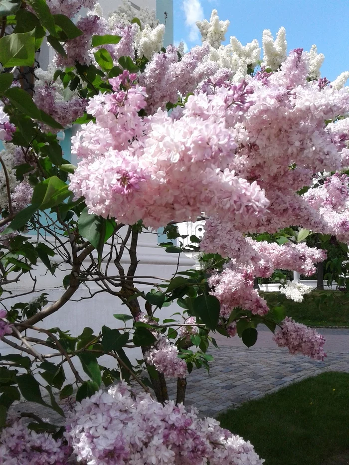 Spring.... Lilac. ... - My, Spring, beauty, Lilac, Bloom