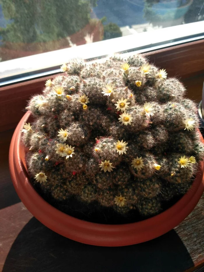 Post #7490750 - My, Cactus, Flowers, Prickles, Pain